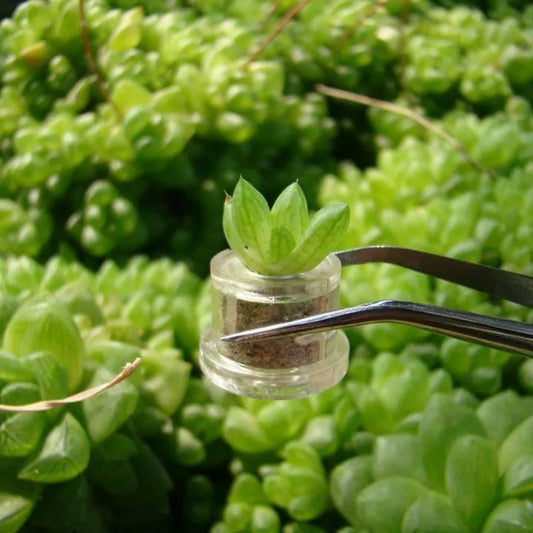 BABY SUCCULENTS / CACTI